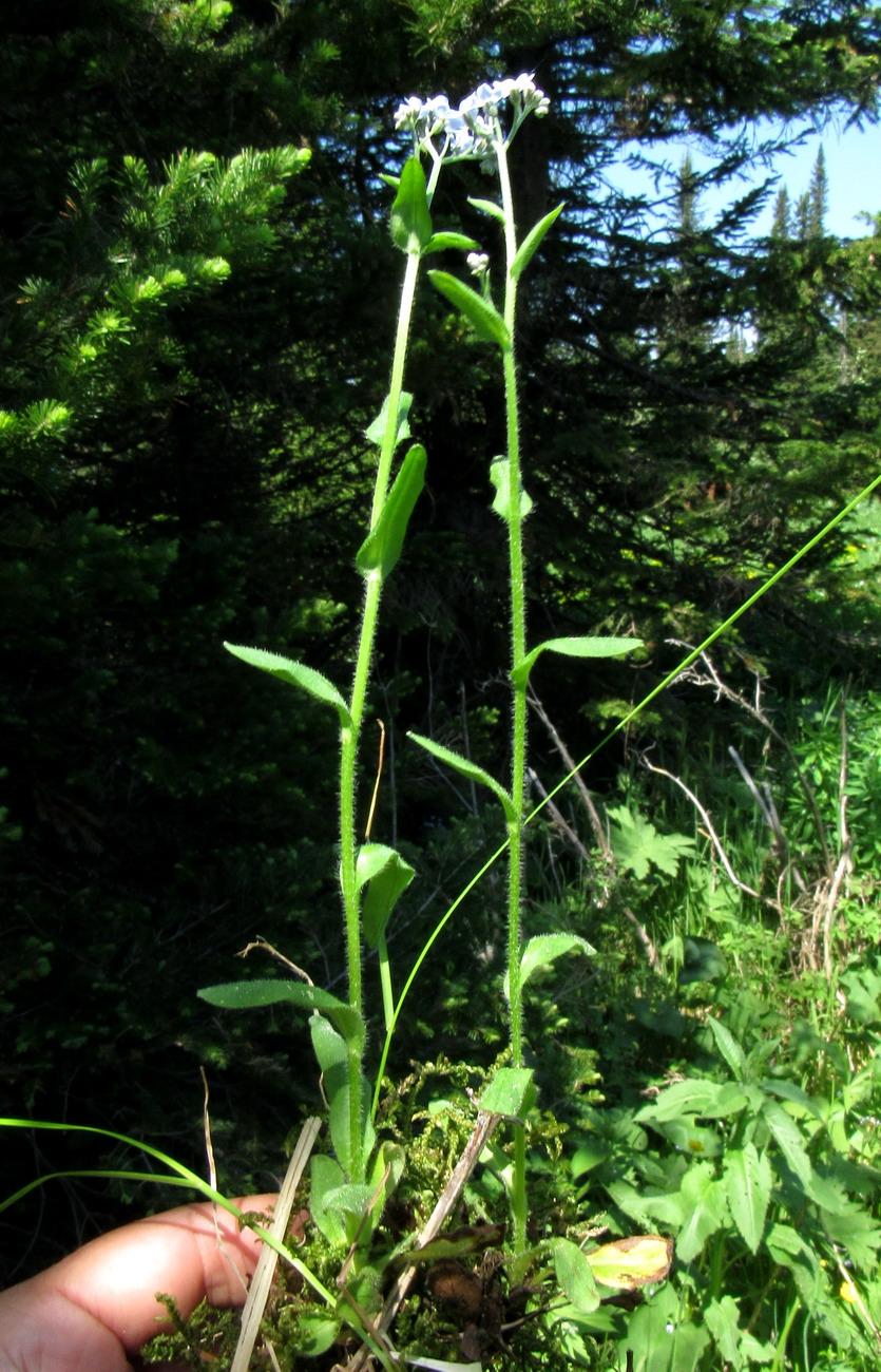 Image of Myosotis nikiforovae specimen.