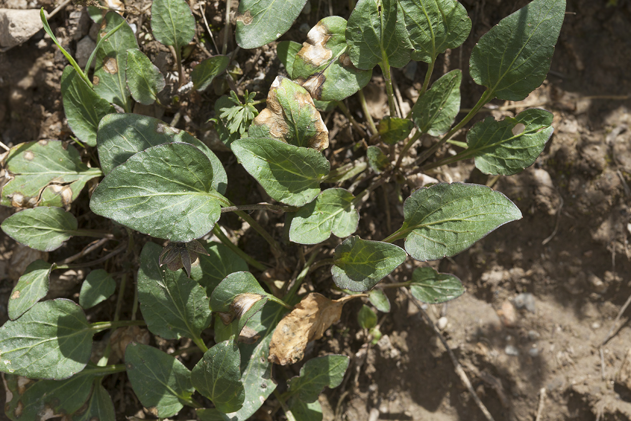 Image of Viola alaica specimen.