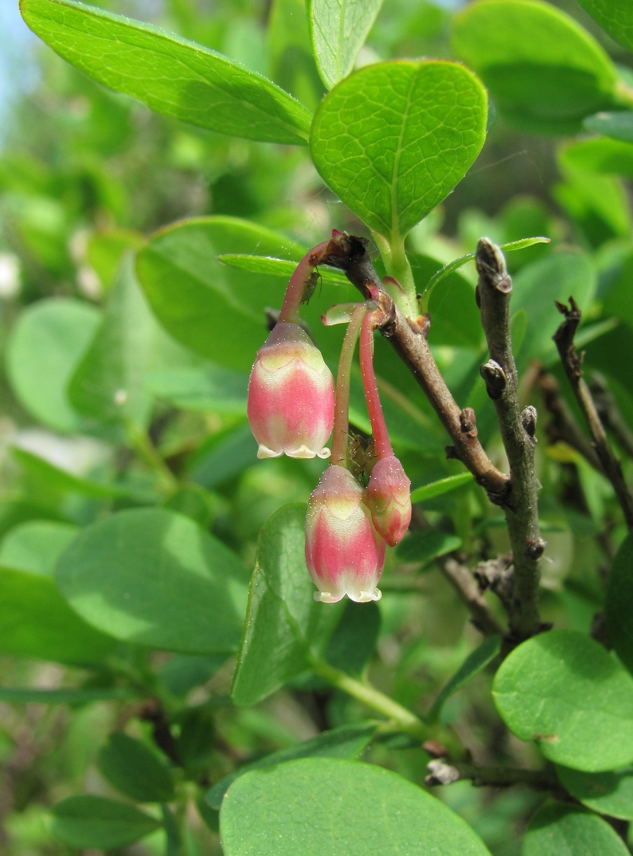 Изображение особи Vaccinium uliginosum.