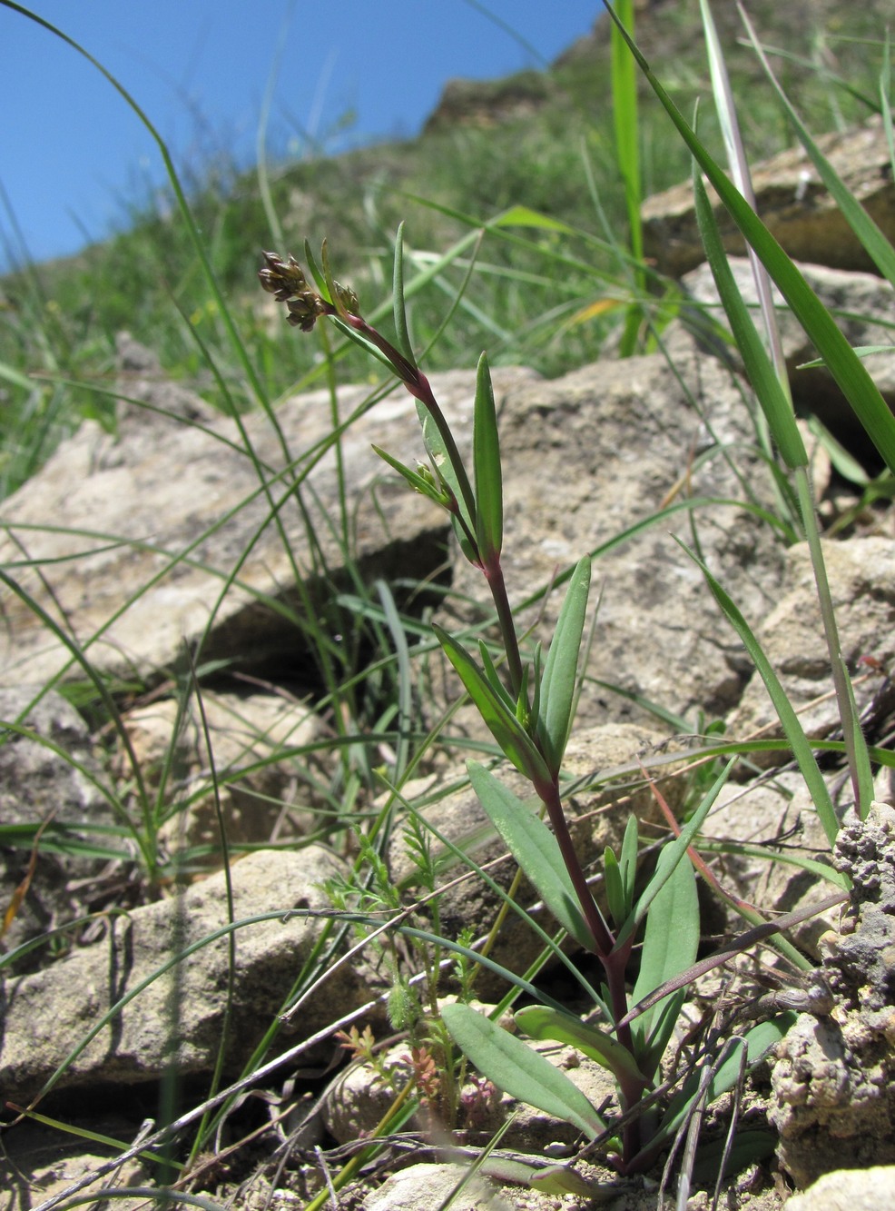 Image of Oberna csereii specimen.