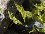 Stellaria fenzlii. Части цветущих и плодоносящих побегов. Магаданская обл., окр. г. Магадан, п-ов Старицкого, руч. Холодный, на берегу среди камней. 28.07.2019.