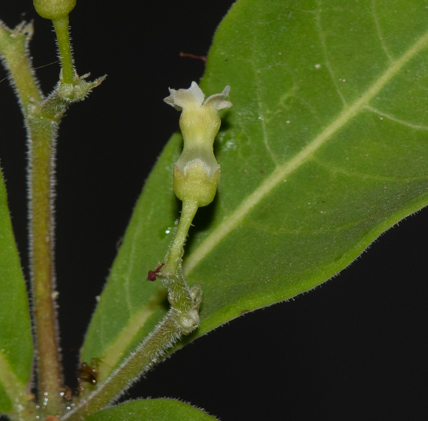 Image of Rauvolfia tetraphylla specimen.