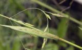 Glyceria triflora