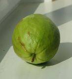 Psidium guajava