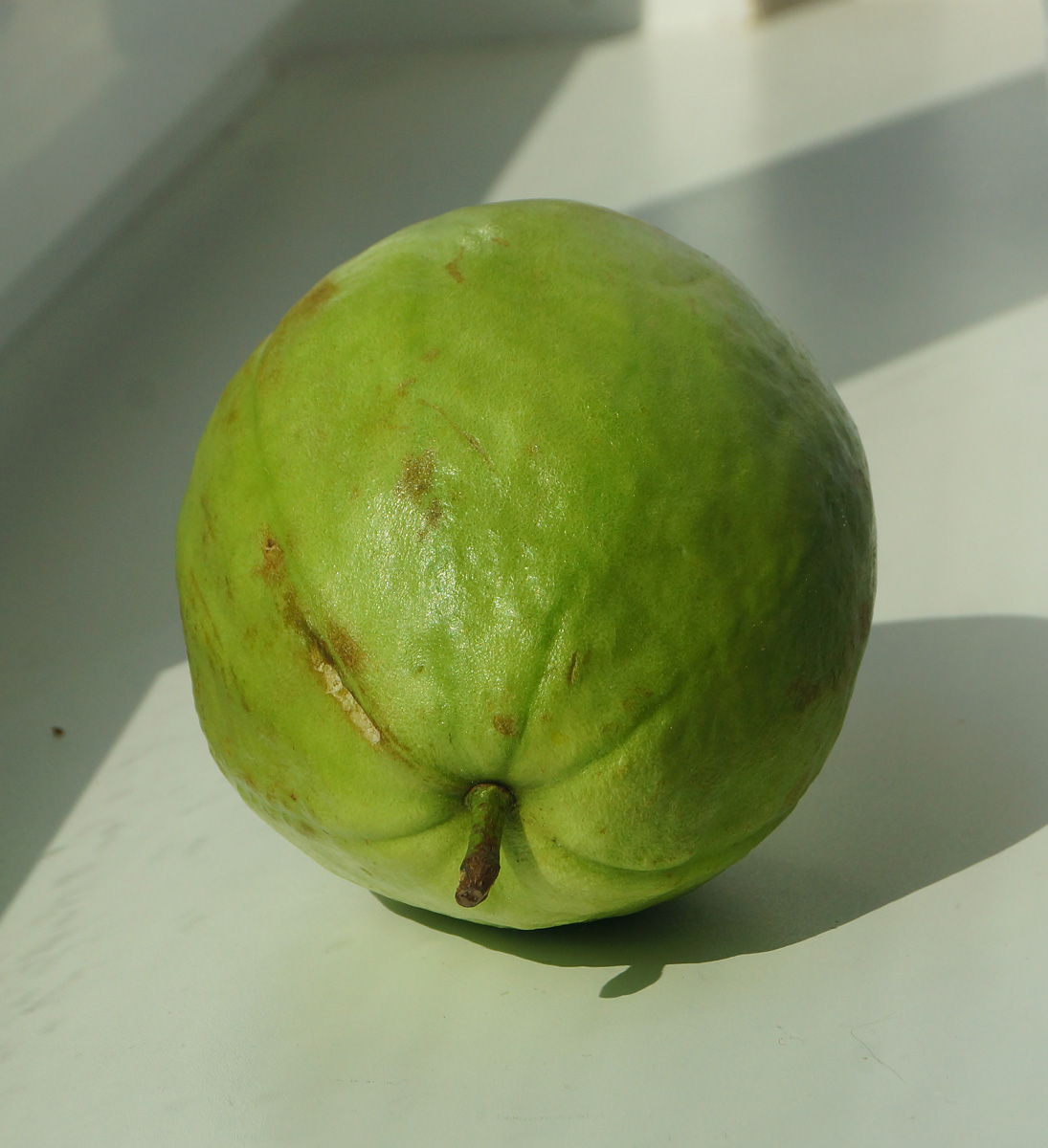 Image of Psidium guajava specimen.