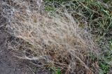 genus Stipa. Опавшие плоды. Воронежская обл., Лискинский р-н, музей-заповедник \"Дивногорье\", ковыльно-разнотравная степь. 01.06.2019.