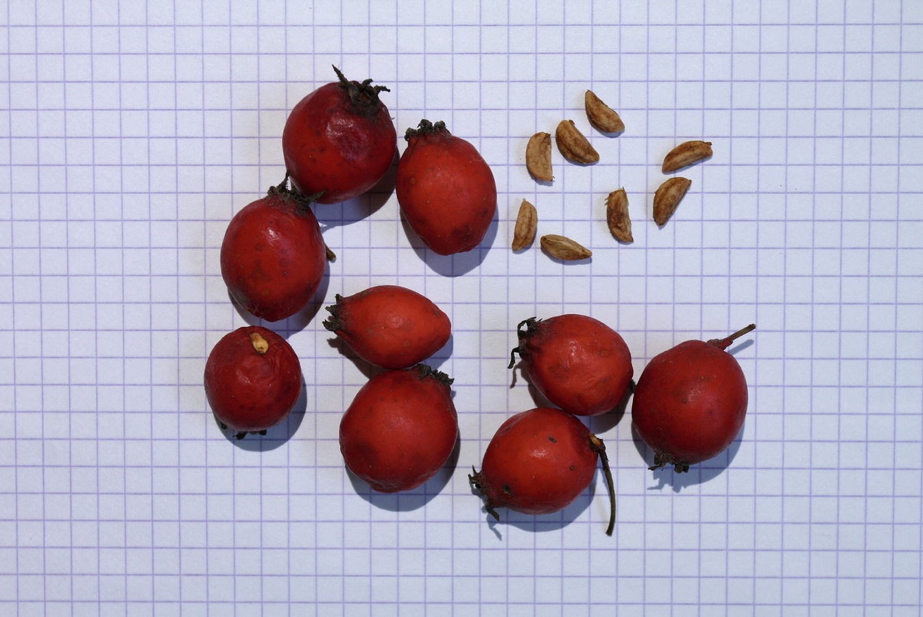 Image of Crataegus submollis specimen.