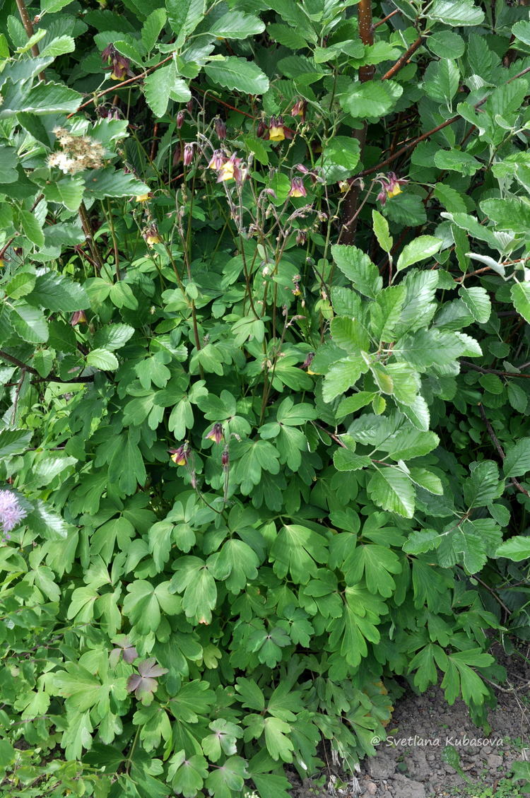 Image of Aquilegia oxysepala specimen.