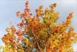 Sorbus aucuparia. Крона плодоносящего дерева с листьями в осенней окраске. Карелия, Суоярвский р-н, оз. Толвоярви, дамба из гранитных камней. 22.09.2019.