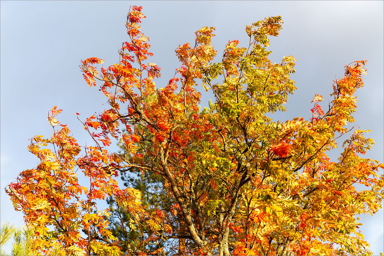 Image of Sorbus aucuparia specimen.