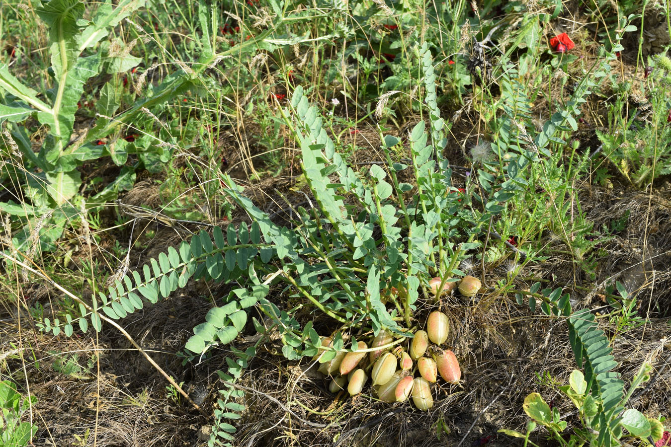 Image of Astragalus macronyx specimen.