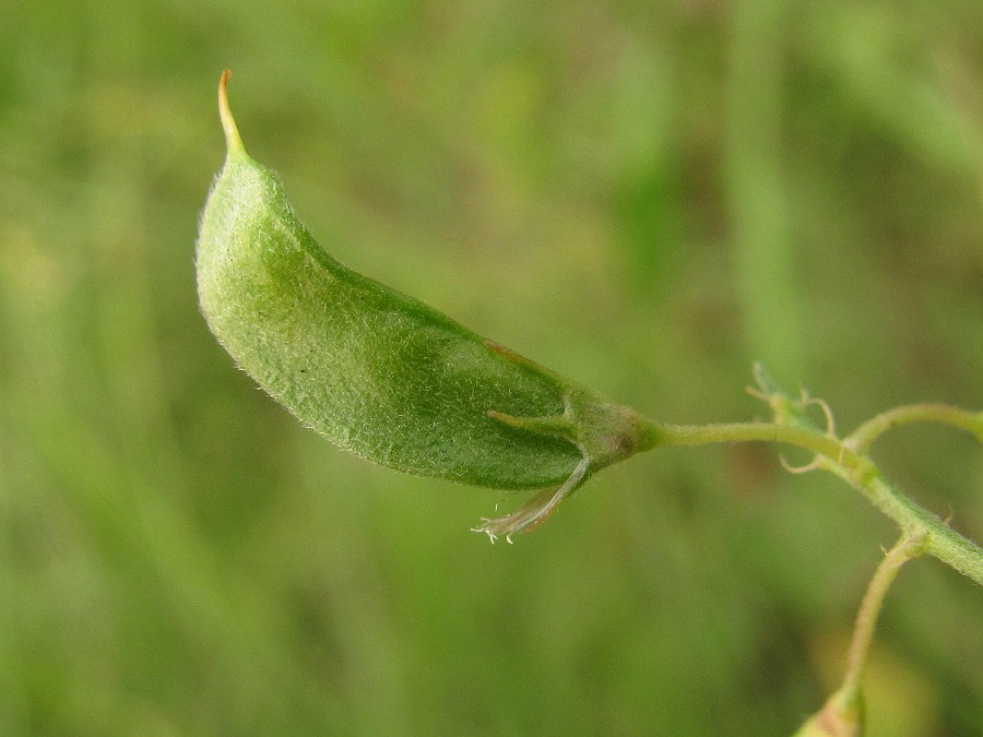 Image of Medicago falcata specimen.