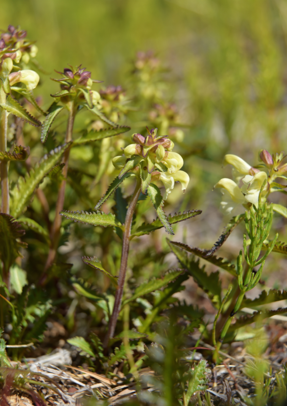 Изображение особи Pedicularis lapponica.