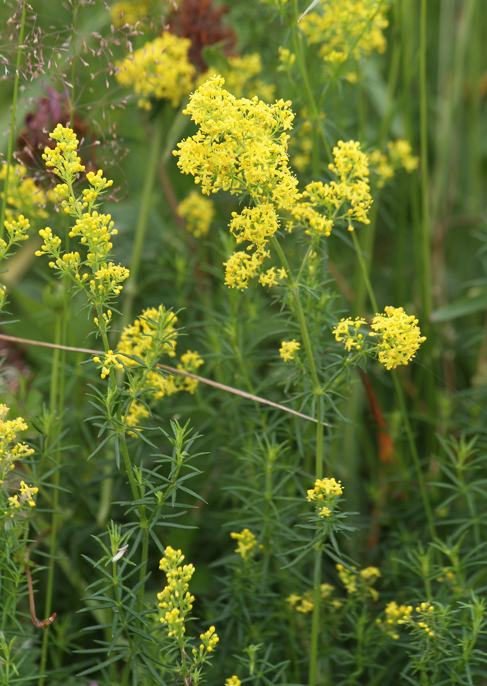 Изображение особи Galium verum.