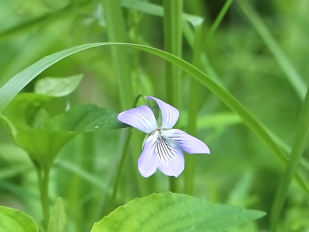 Image of Viola ruppii specimen.