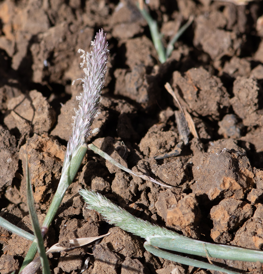 Изображение особи Crypsis alopecuroides.