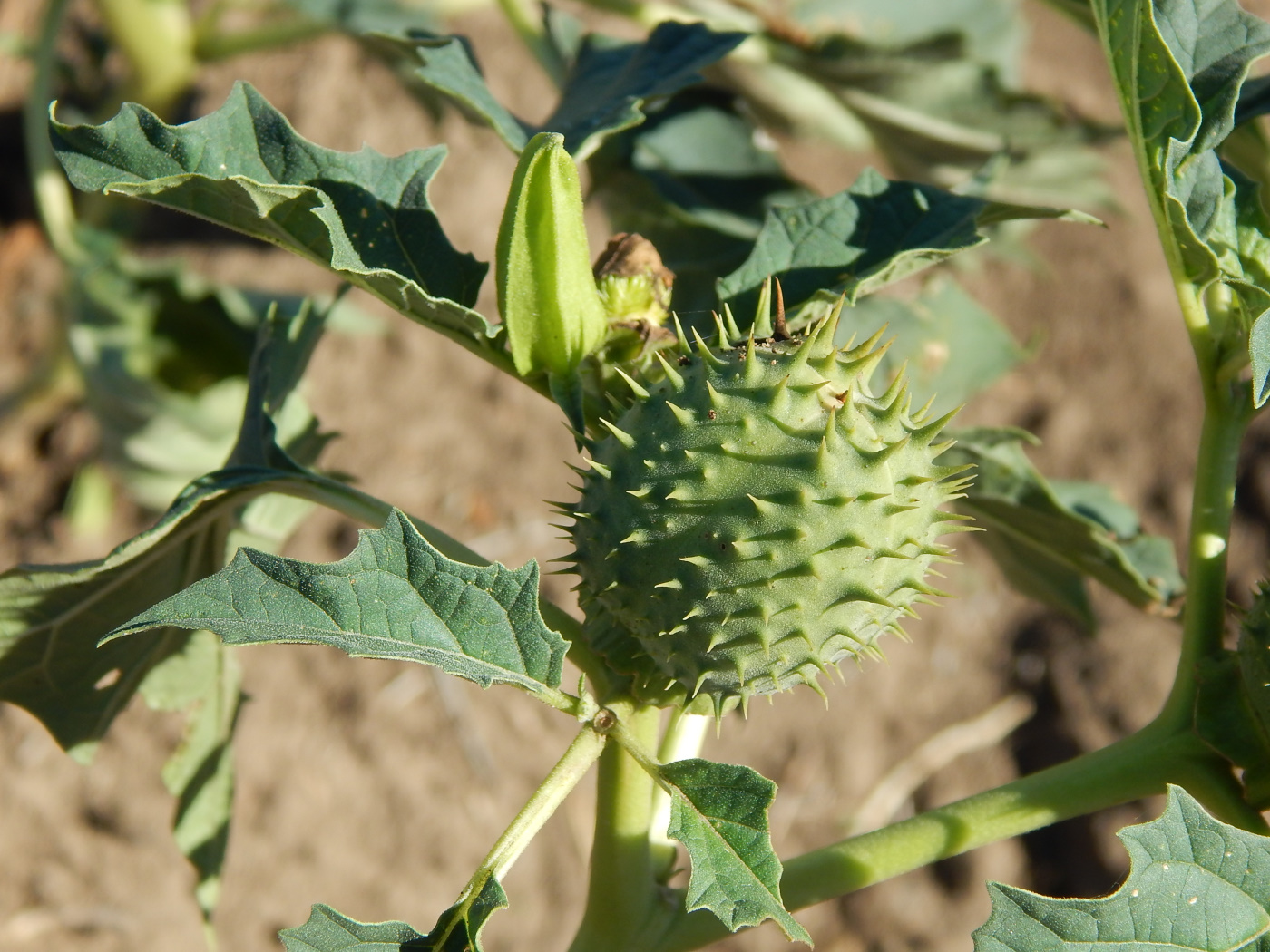 Image of Datura stramonium specimen.