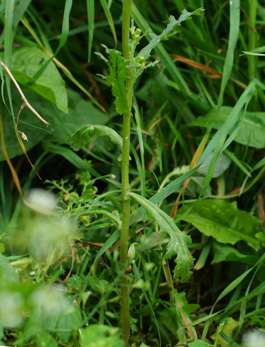 Изображение особи Senecio vulgaris.