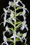 Platanthera bifolia. Часть соцветия. Тверская обл., Вышневолоцкий р-н, памятник природы ”Орхидная горка”, сосняк сложный. 4 июля 2020 г.