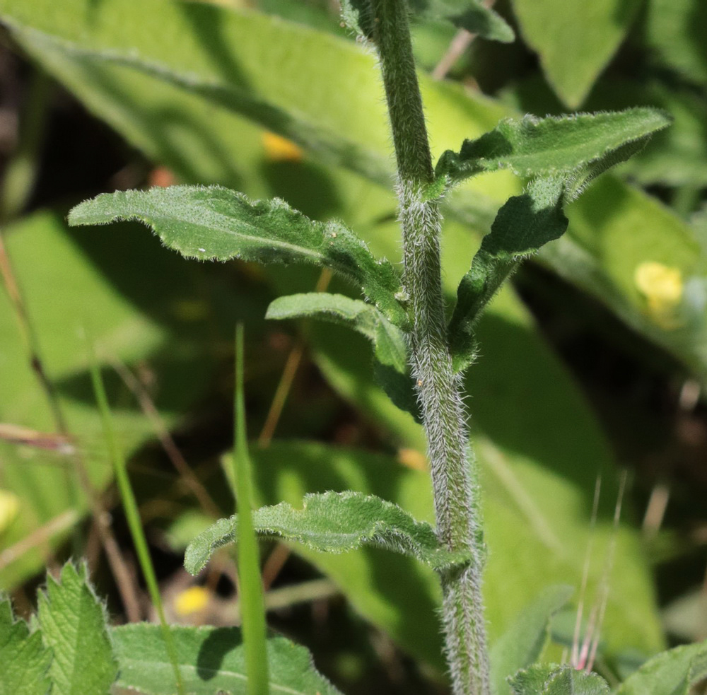 Image of Campanula praealta specimen.