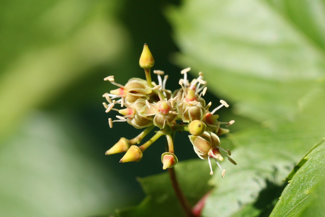 Изображение особи Parthenocissus quinquefolia.