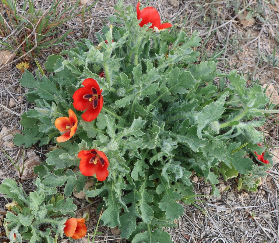 Изображение особи Glaucium corniculatum.