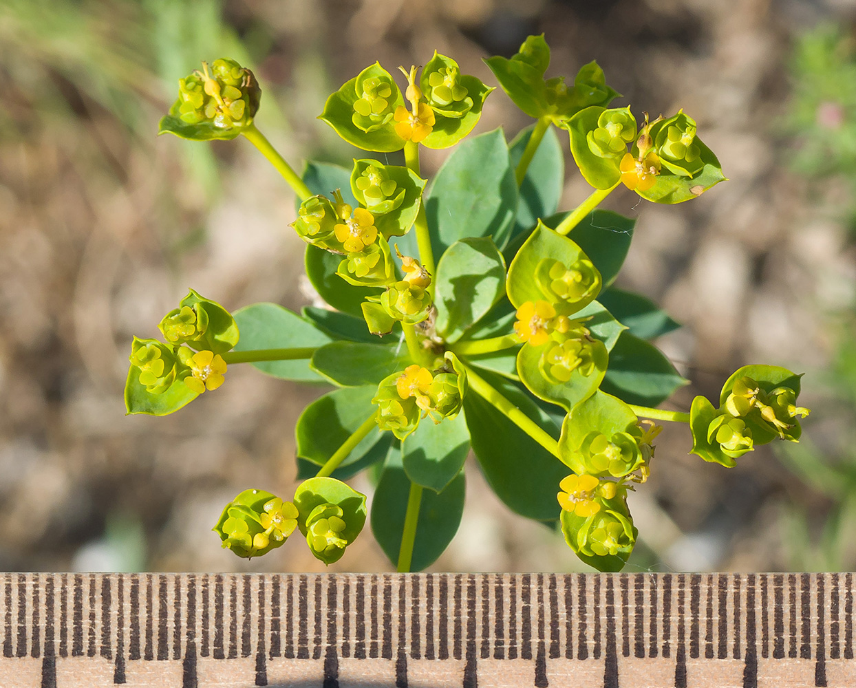 Изображение особи Euphorbia seguieriana.