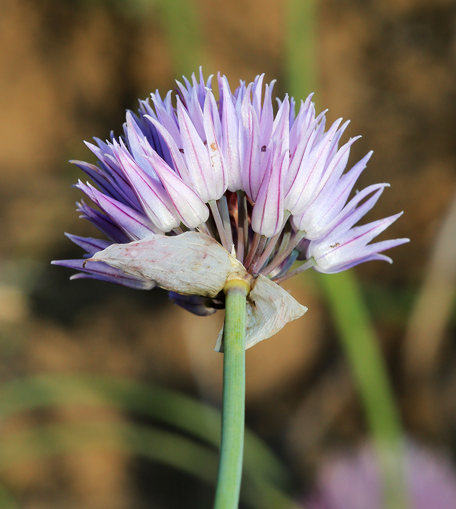 Image of Allium schoenoprasum specimen.