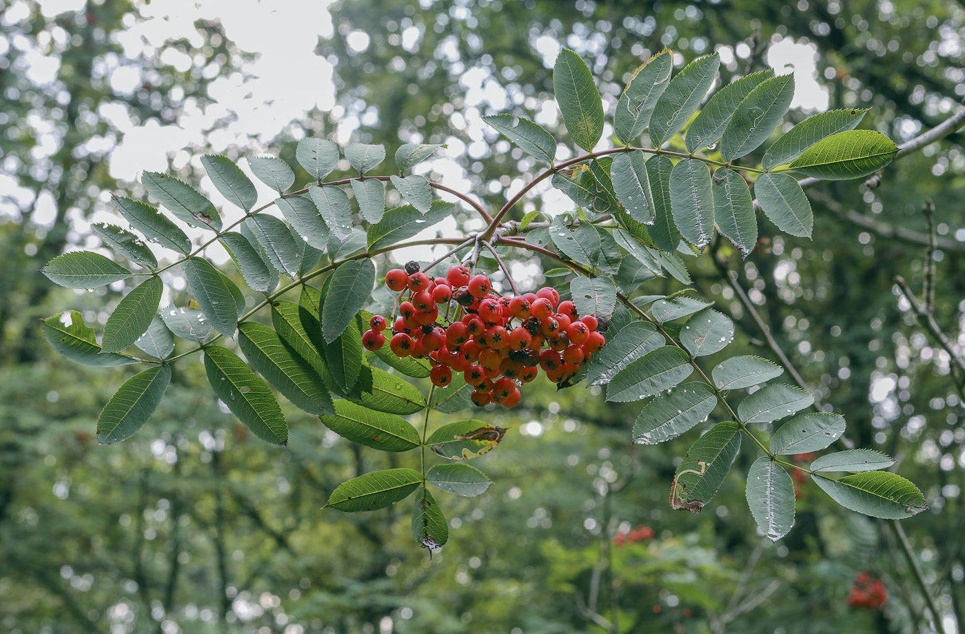 Image of Sorbus decora specimen.