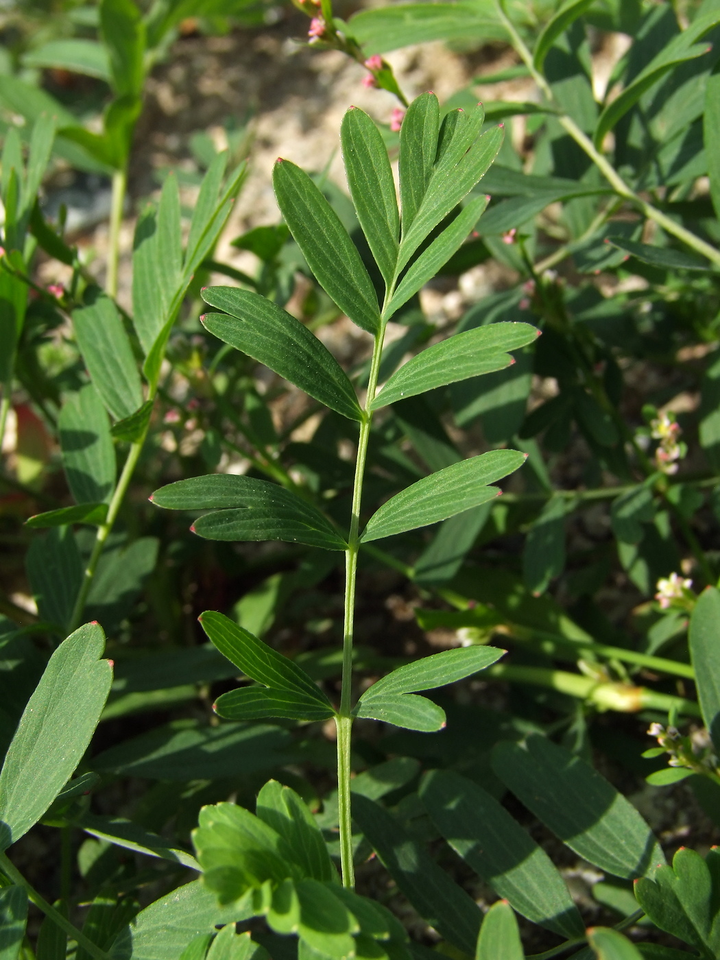 Изображение особи Potentilla semiglabra.