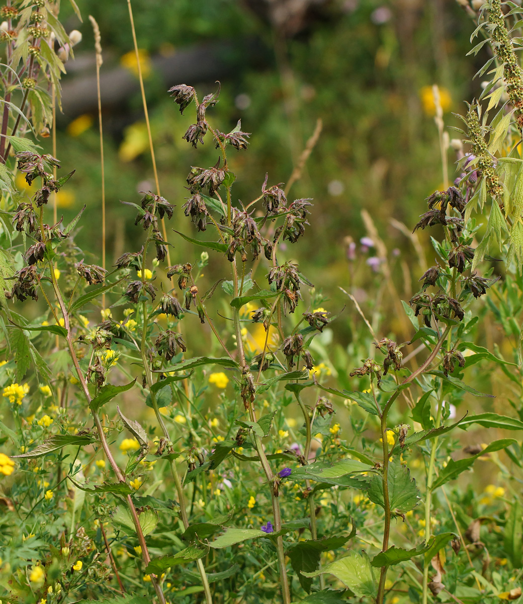 Image of Campanula trachelium specimen.