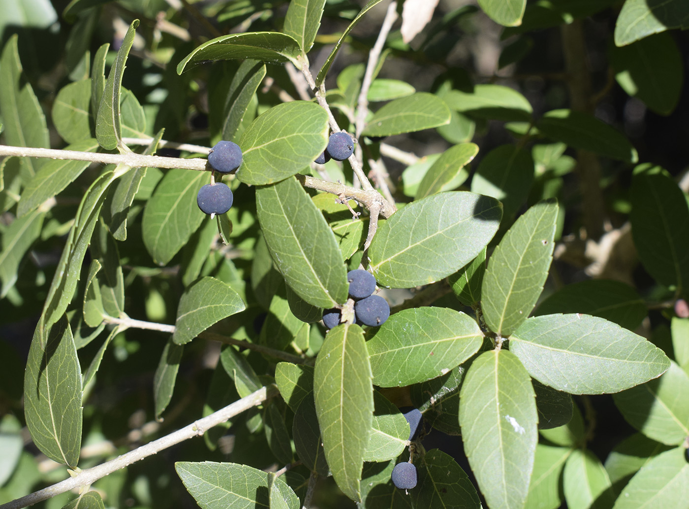 Image of Phillyrea latifolia specimen.