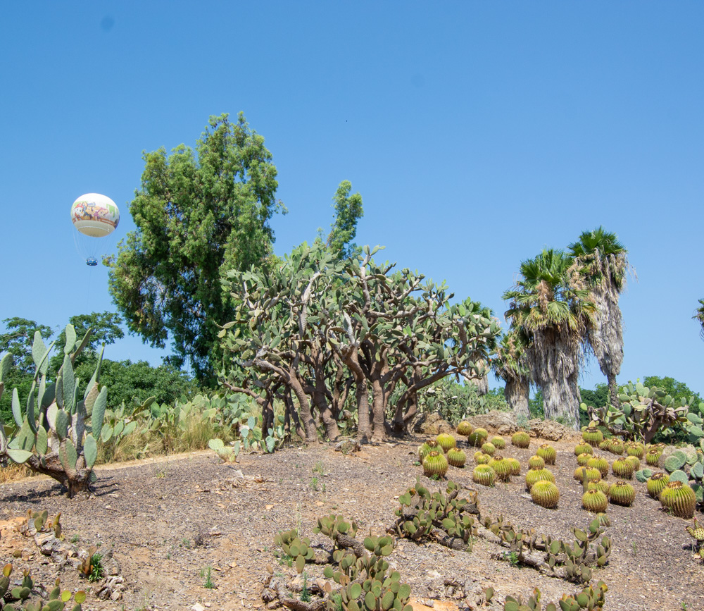 Изображение особи Opuntia tomentosa.