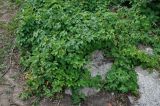 Humulus lupulus. Вегетирующие растения. Алтайский край, Змеиногорский р-н, восточный берег оз. Колыванское, подножие каменистого склона. 28.06.2021.