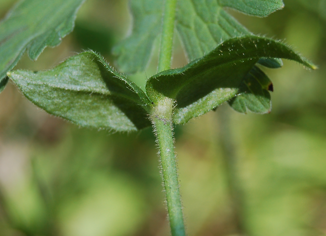 Image of Cerastium holosteoides specimen.