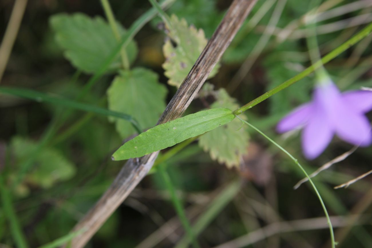 Image of Campanula patula specimen.