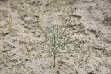 Ferula karelinii. Бутонизирующее растение. Узбекистан, Бухарская обл., окр. оз. Тудакуль, закреплённые пески. 4 мая 2022 г.