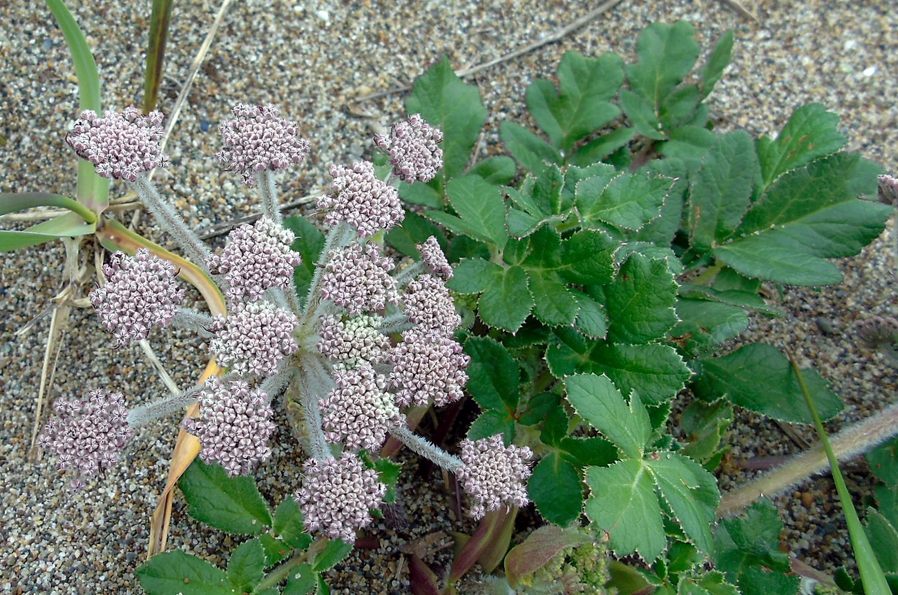 Изображение особи Glehnia litoralis.