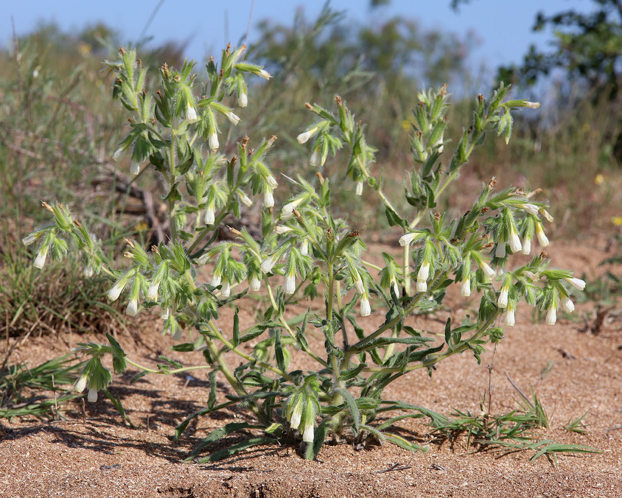 Изображение особи Onosma setosa.