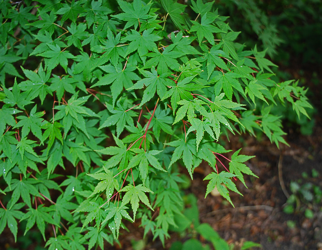 Image of Acer palmatum specimen.