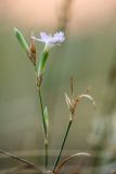 Dianthus pallens. Верхушка цветущего растения. Ростовская обл., Аксайский р-н, окр. хут. Александровка, степной склон. 21.08.2022.