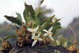 genus Coelogyne. Цветущее растение. Бутан, дзонгхаг Пунакха, национальный парк \"Royal Botanical\", на замшелом стволе дерева. 03.05.2019.