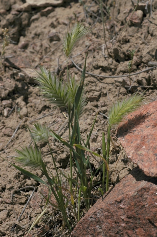 Image of Eremopyrum distans specimen.