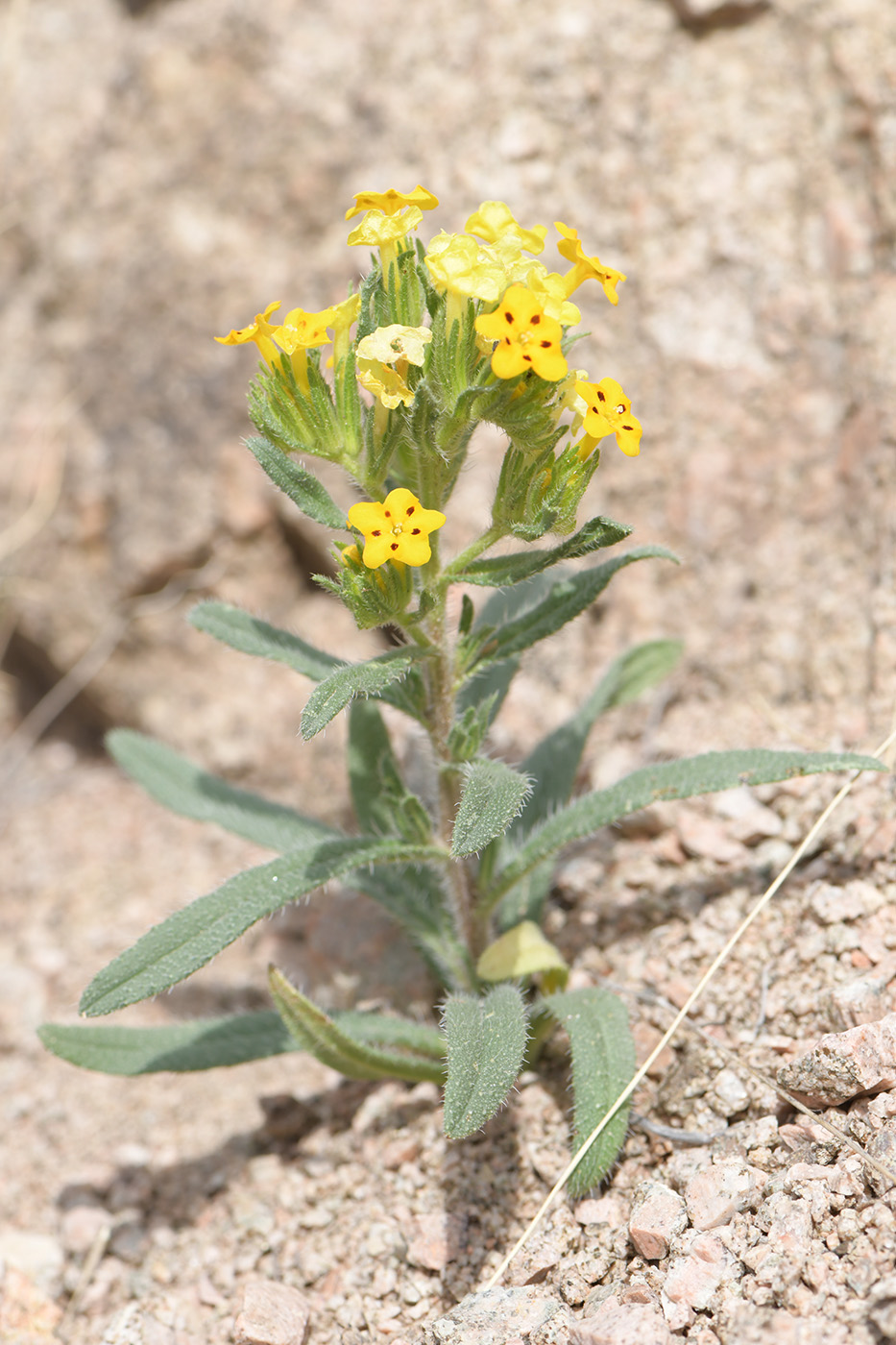 Изображение особи Arnebia guttata.