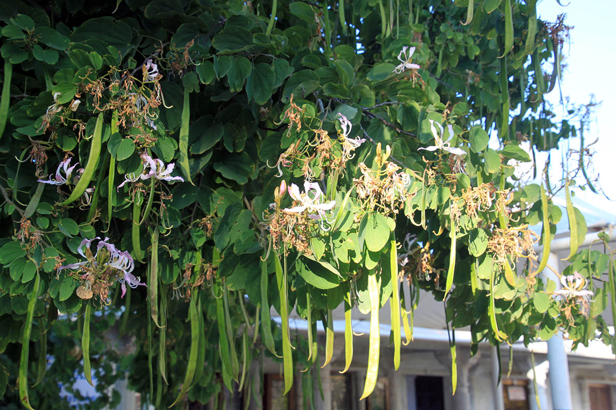 Изображение особи род Bauhinia.