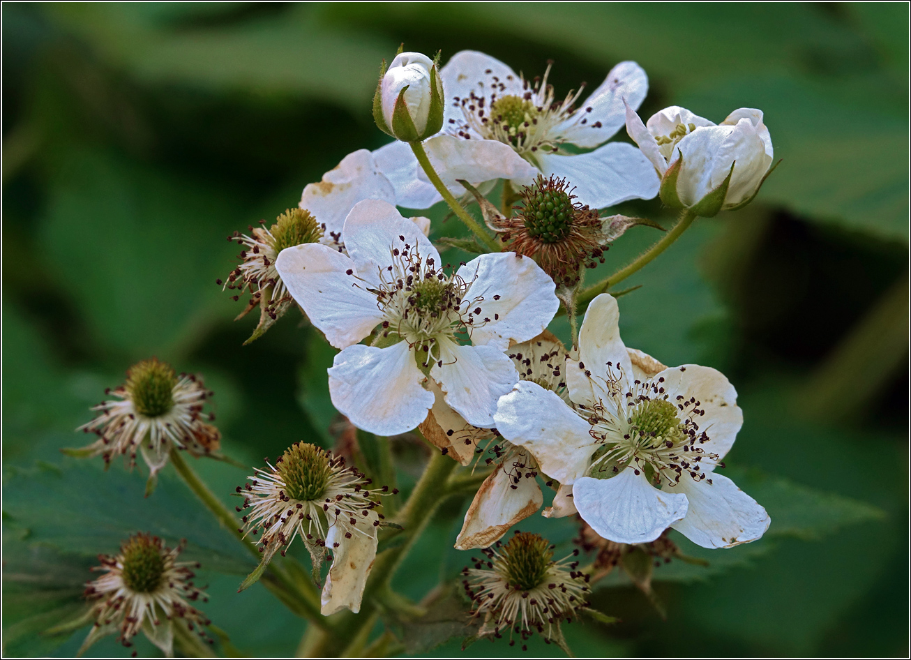 Image of Rubus allegheniensis specimen.