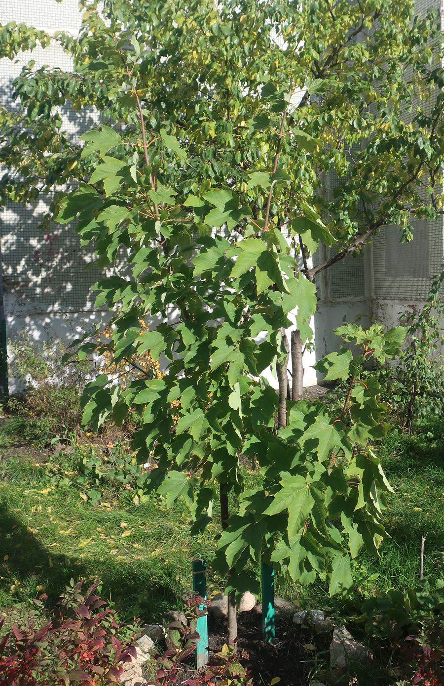 Image of Acer pseudoplatanus specimen.