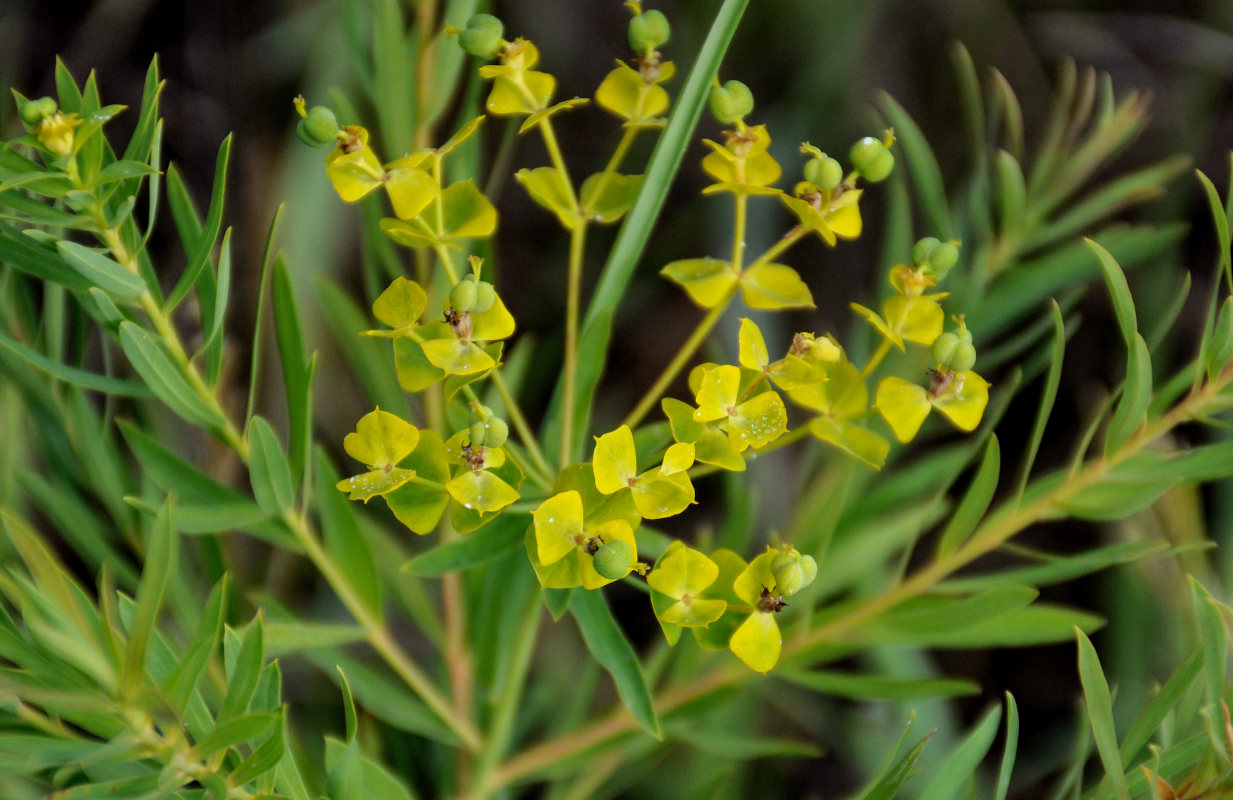 Image of Euphorbia virgata specimen.