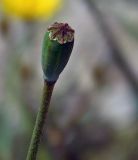 Papaver stevenianum