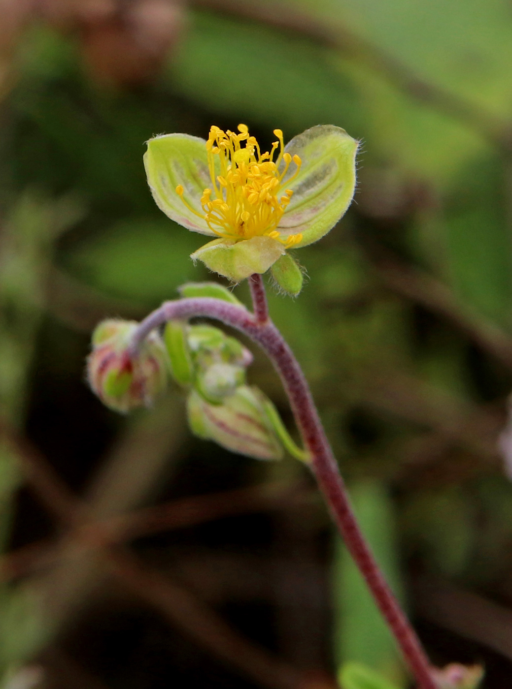 Image of Helianthemum nummularium specimen.